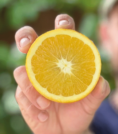 ARANCE NAVEL BIOLOGICHE SICILIANE DA TAVOLA