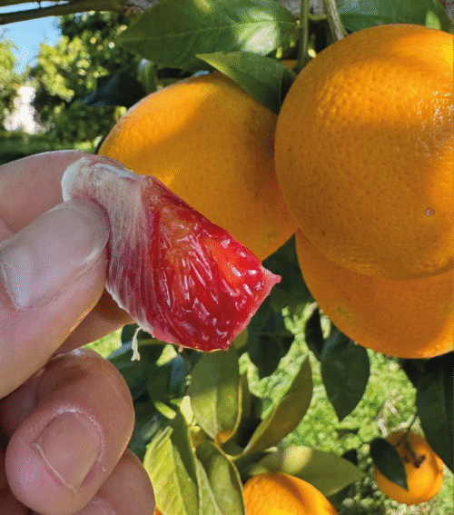 Arancia Tarocco Spremuta