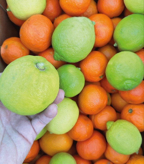 CASSETTA MISTA ARANCE NAVEL E LIMONI BIOLOGICI