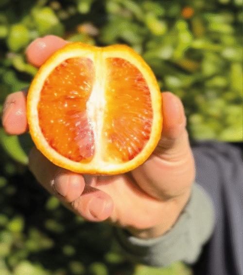 Arancia Tarocco a Spremuta