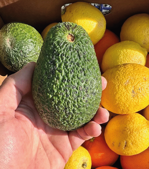 CASSETTA MISTA AVOCADO , ARANCE E LIMONI BIOLOGICI SICILIANI