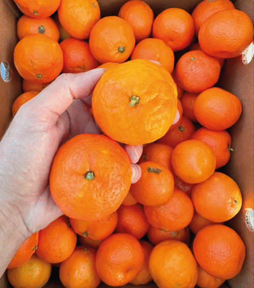 Cassetta Mista Navel e Manarini